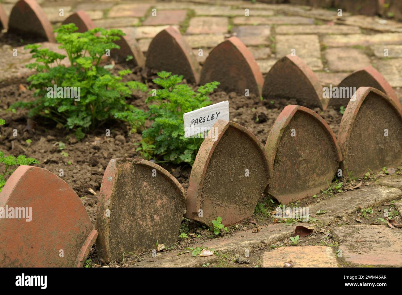 Prezzemolo, Petroselinum crispum, ingrediente aromatizzato fresco che cresce nel giardino di campagna, erbe per la cucina casalinga, cartello con il nome della pianta, coltivato biologico Foto Stock
