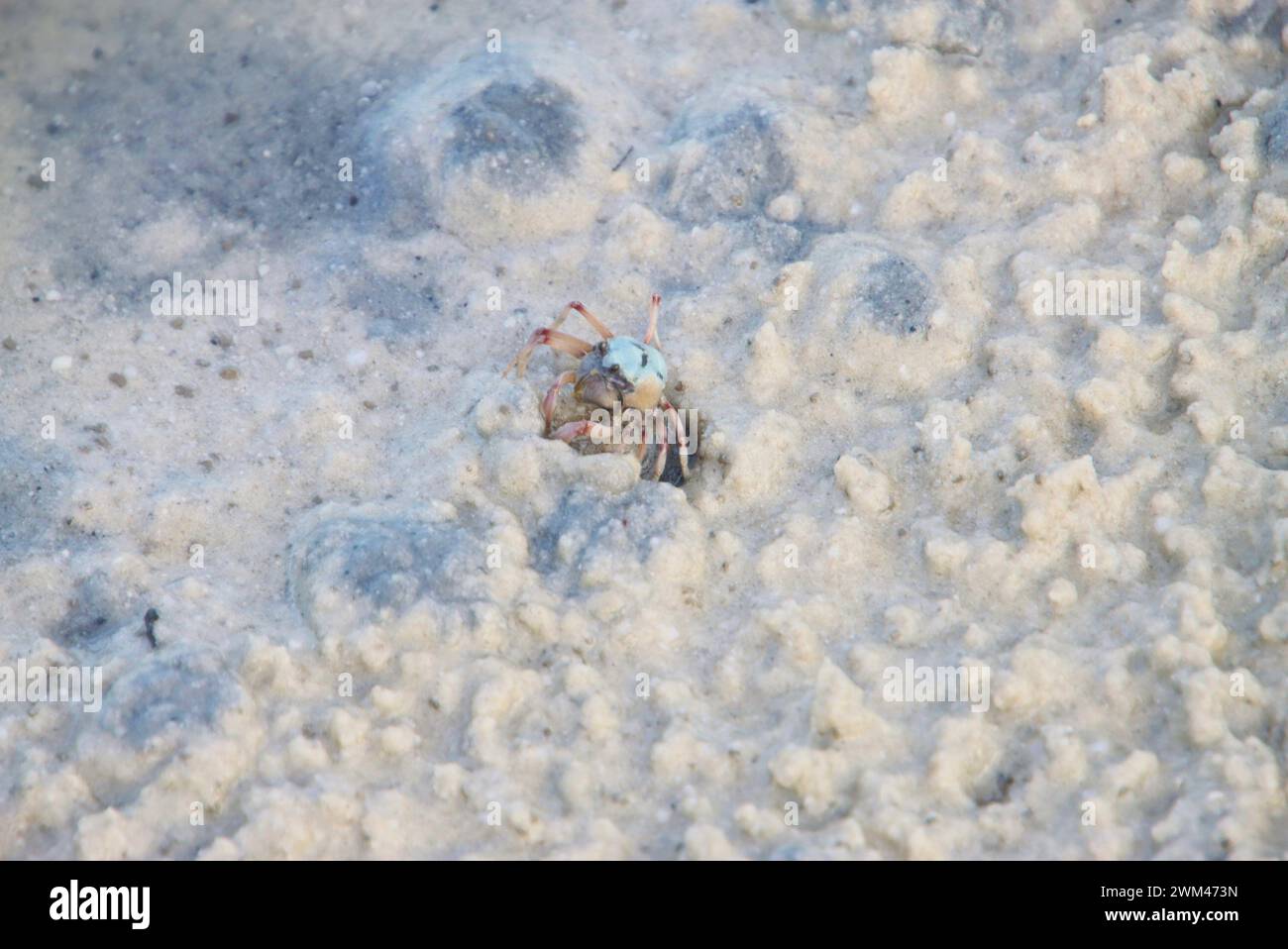 Un granchio soldato scavato in Wet Sand, Tin CAN Bay, Australia Foto Stock