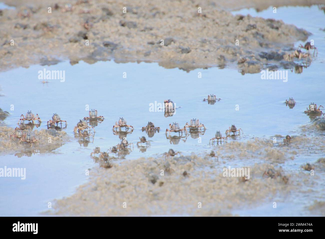 La marcia dei granchi del soldato e le loro riflessioni nella marea in arrivo, Tin CAN Bay Foto Stock