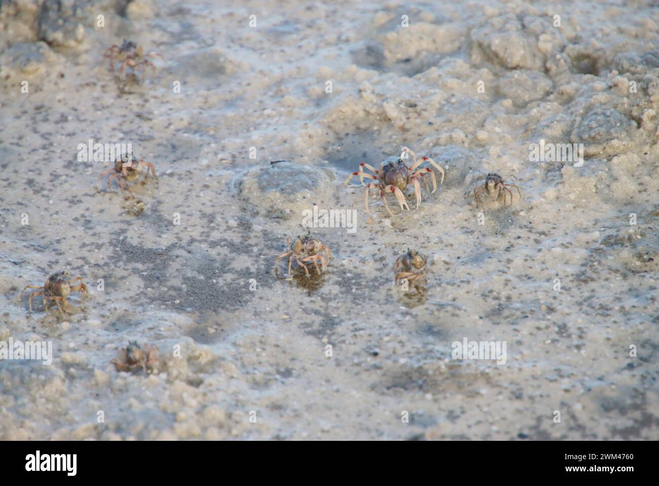 Soldato Crabs sul Sandflat, Tin CAN Bay, Australia Foto Stock
