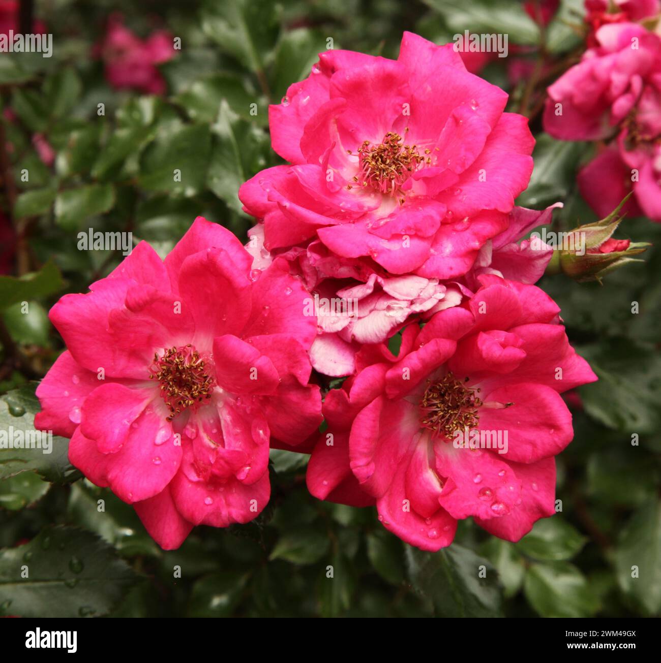 Primo piano esterno di tre rose rosa luminose da giardino con gocce d'acqua nel Montana Foto Stock