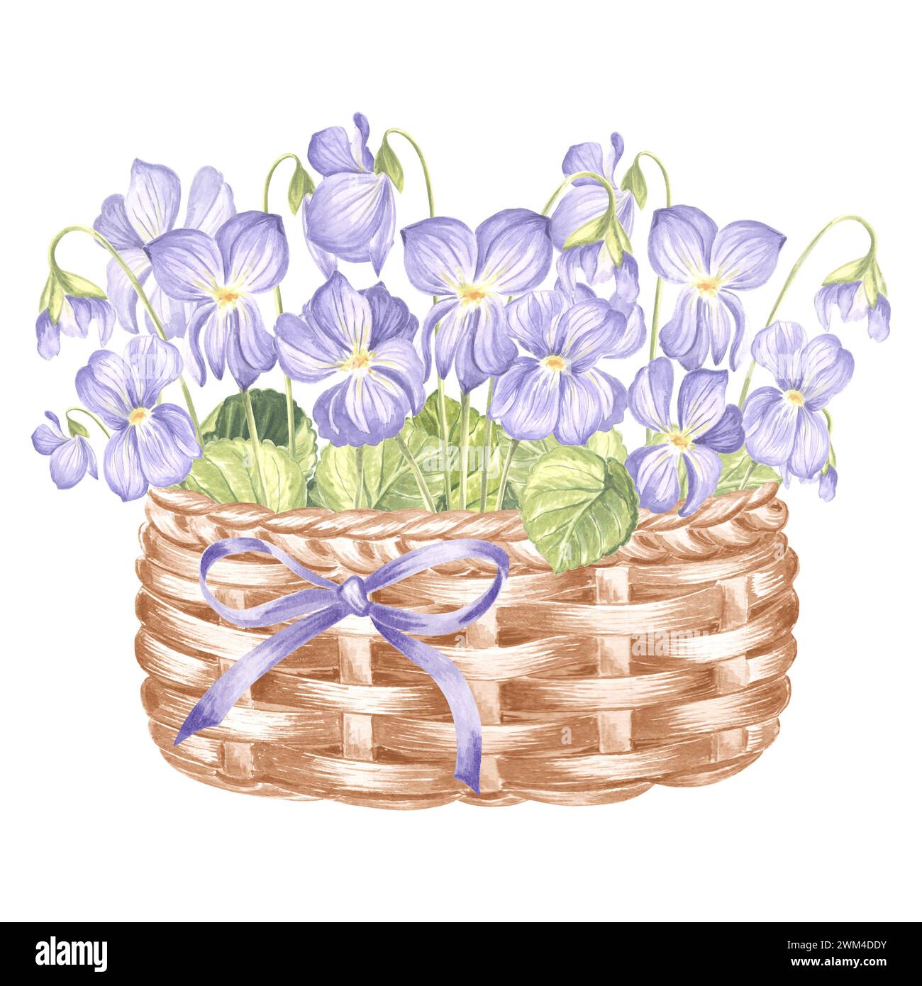 Bouquet primaverile di violette selvatiche in cesto vintage di vimini. Illustrazione ad acquerello di fiori. Bouquet floreale isolato disegnato a mano. TEM di disegno botanico Foto Stock