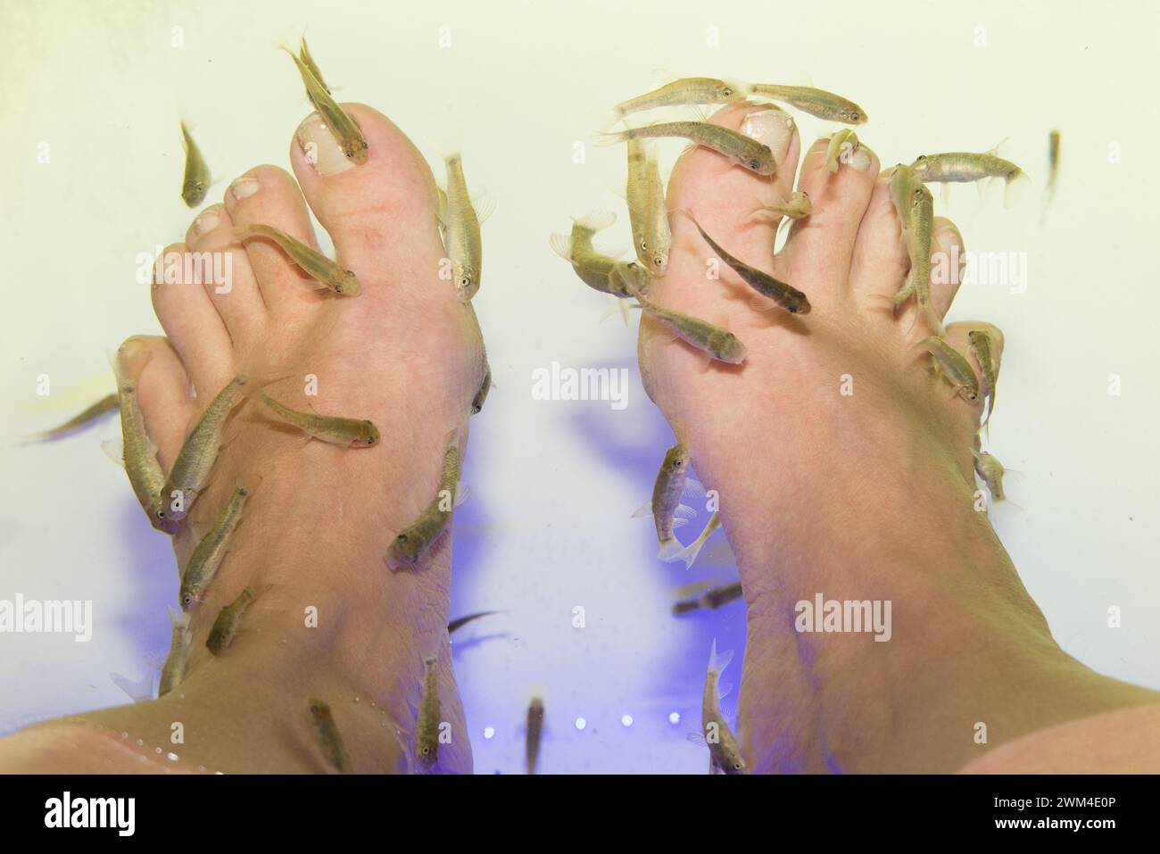 Centro benessere con pesce. RUFA Garra spa pedicure massaggio terapia Foto Stock