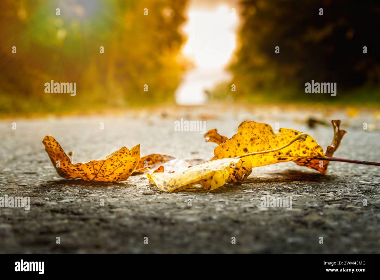 Foglie d'autunno dorate per terra, con un sund che splende sullo sfondo Foto Stock