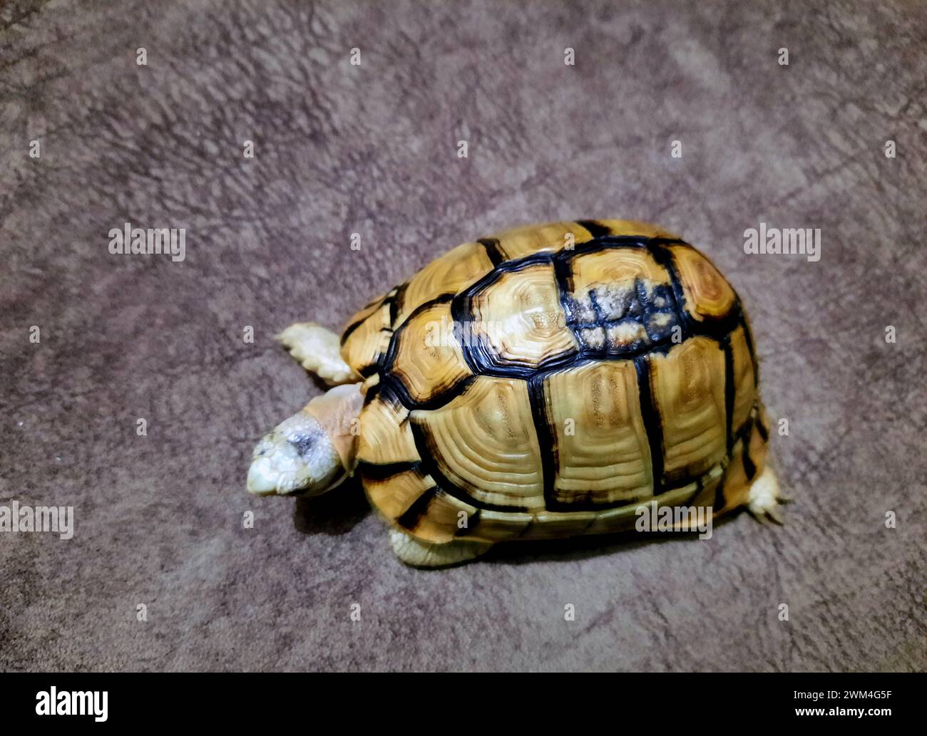 Una piccola tartaruga con una parte rotta guarita del suo guscio, il guscio della tartaruga è osso, e come qualsiasi altro osso rotto, un guscio precedentemente incrinato, Foto Stock