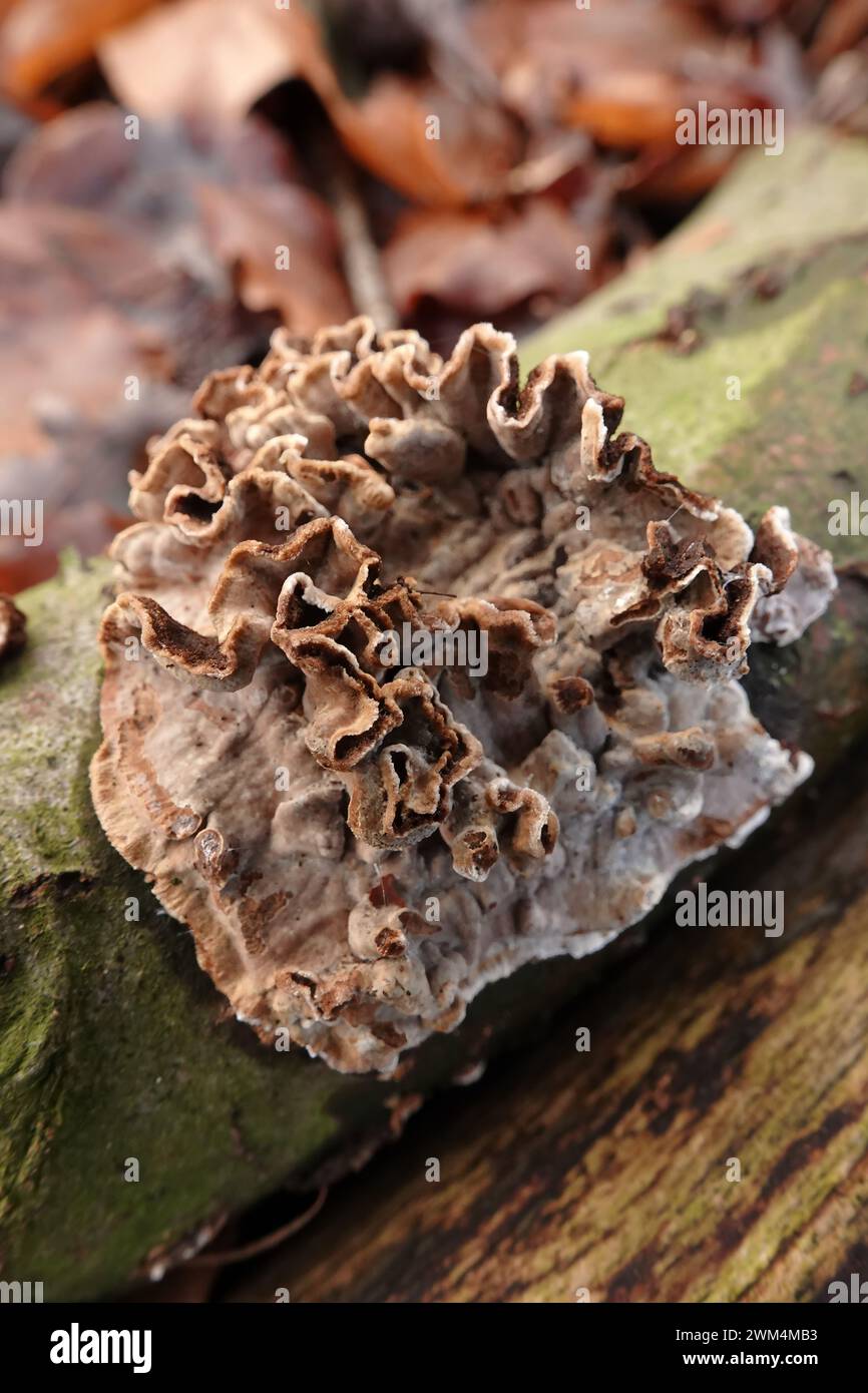 Primo piano naturale su un fungo di foglia d'argento, Chondrostereum purpureum su legno caduto Foto Stock