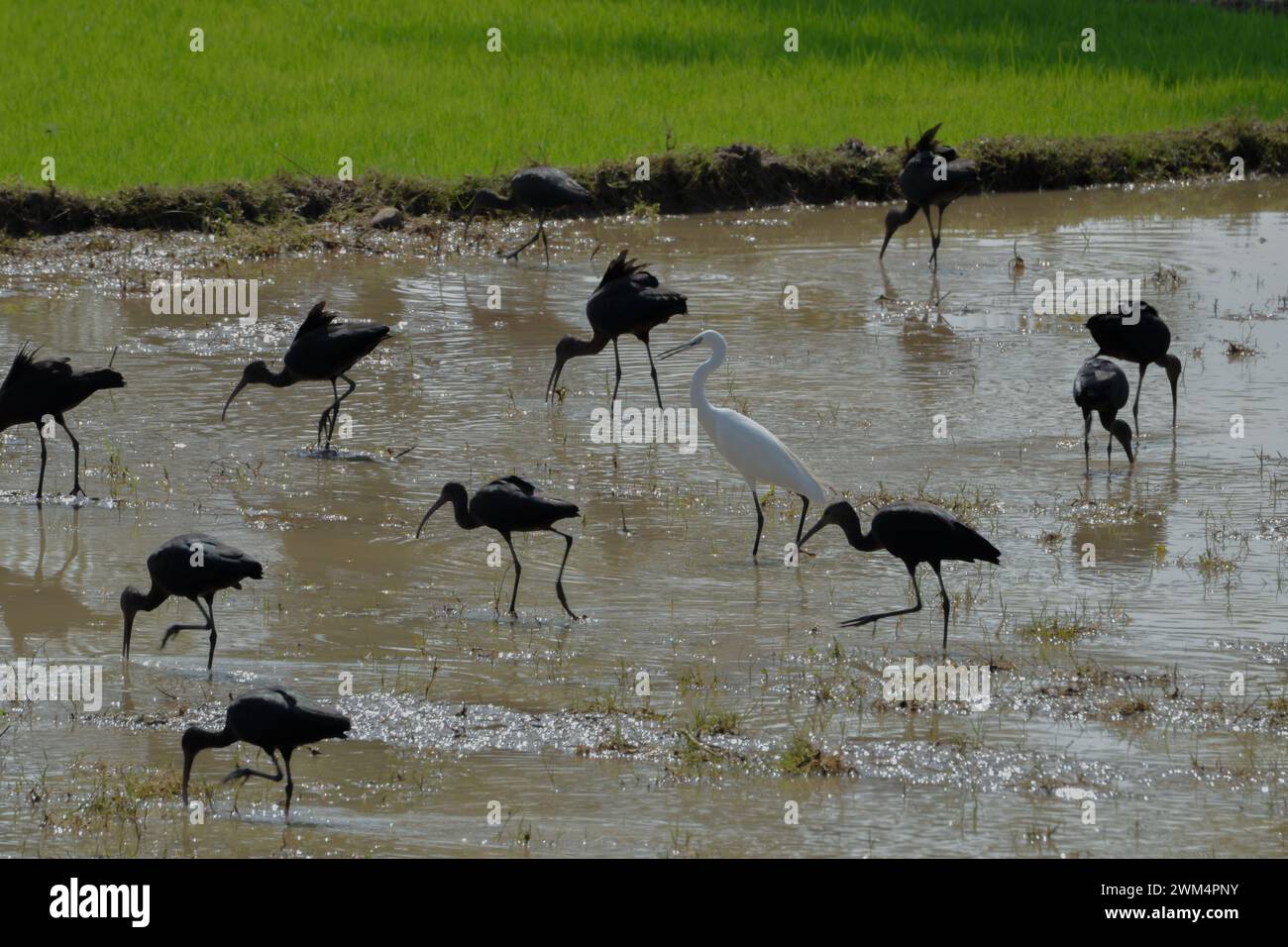 Un gregge di Ibis lucido e un Egret che si forgia in una terra paludosa Foto Stock