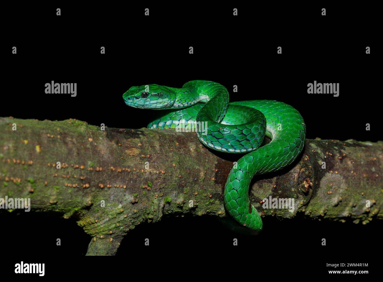 Malabar Pit viper Green / ritratto di viper PIT viper su larga scala di Munnar, Kerala. Craspedocephalus macrolepis. Foto Stock