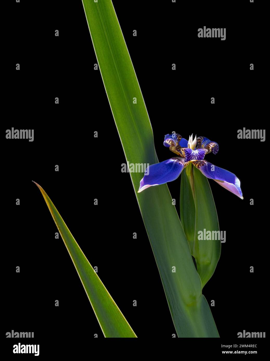 Vista verticale del fiore blu viola della neomarica caerulea, anche nota come Iris camminante o Iris dell'apostolo con foglia, isolato alla luce del sole su sfondo nero Foto Stock