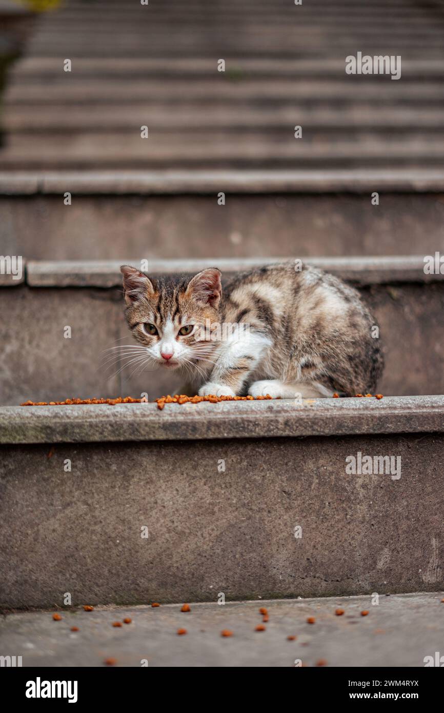 Un primo piano verticale di un gatto che dà da mangiare, seduto su gradini all'aperto a Istanbul, in Turchia Foto Stock