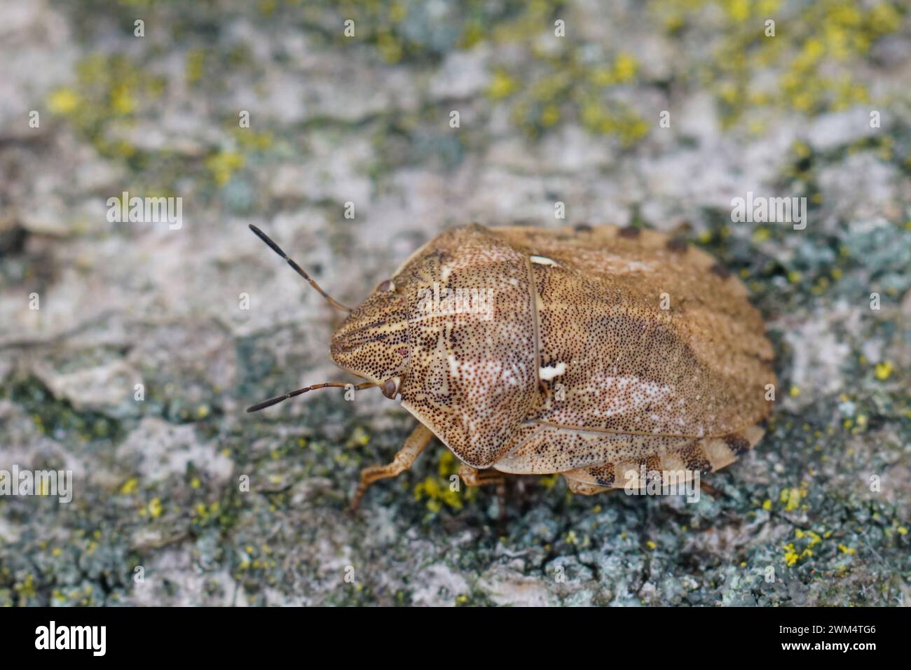 Primo piano naturale su una cimice di tartaruga, Eurygaster maura seduto su legno Foto Stock