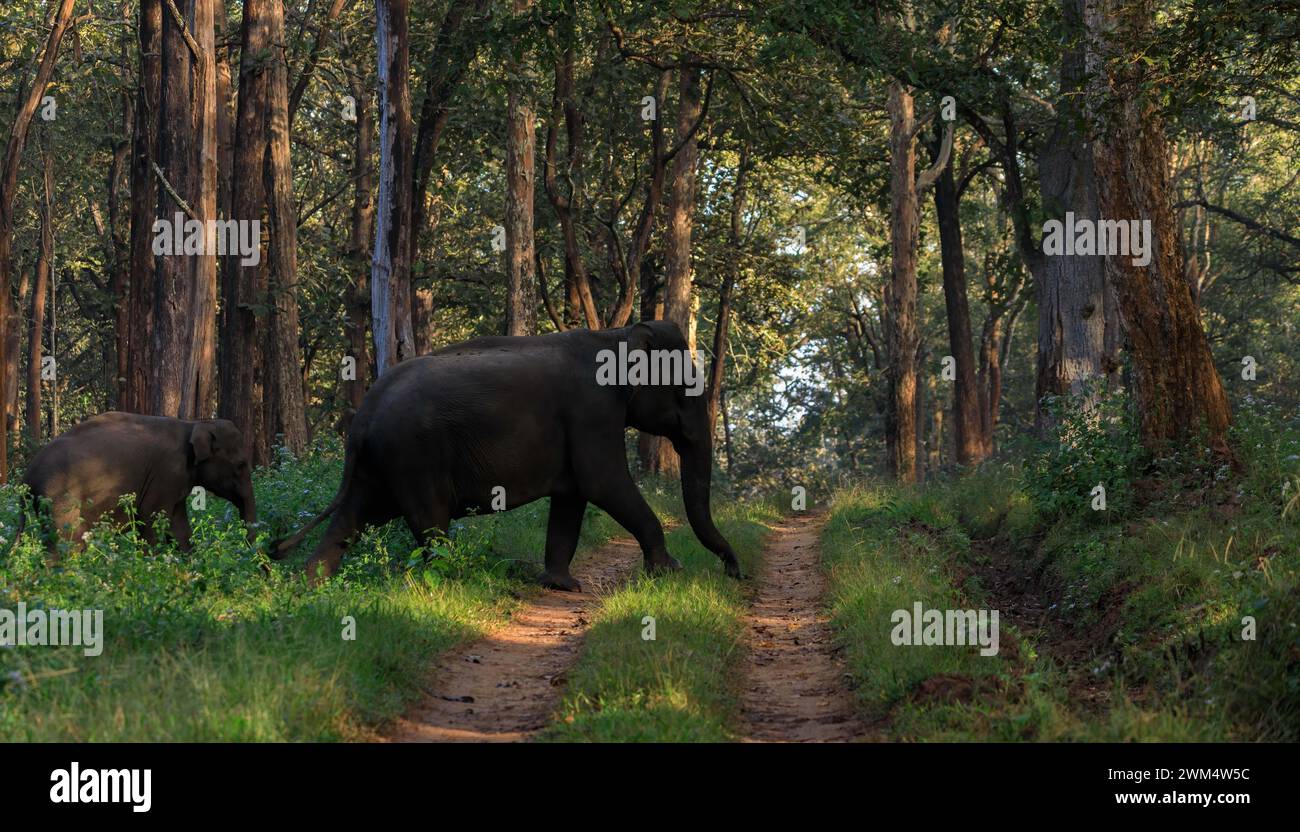 Immagini di elefante asiatico esenti da royalty , famiglia di elefanti asiatici in natura Foto Stock