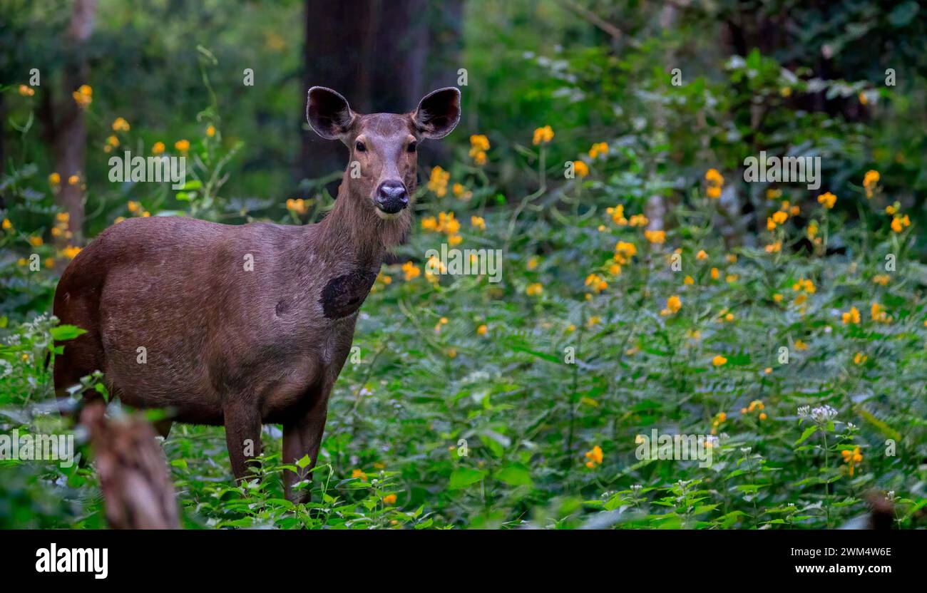 Cervo asiatico Sambar (Rusa unicolor) che cammina nella foresta Foto Stock