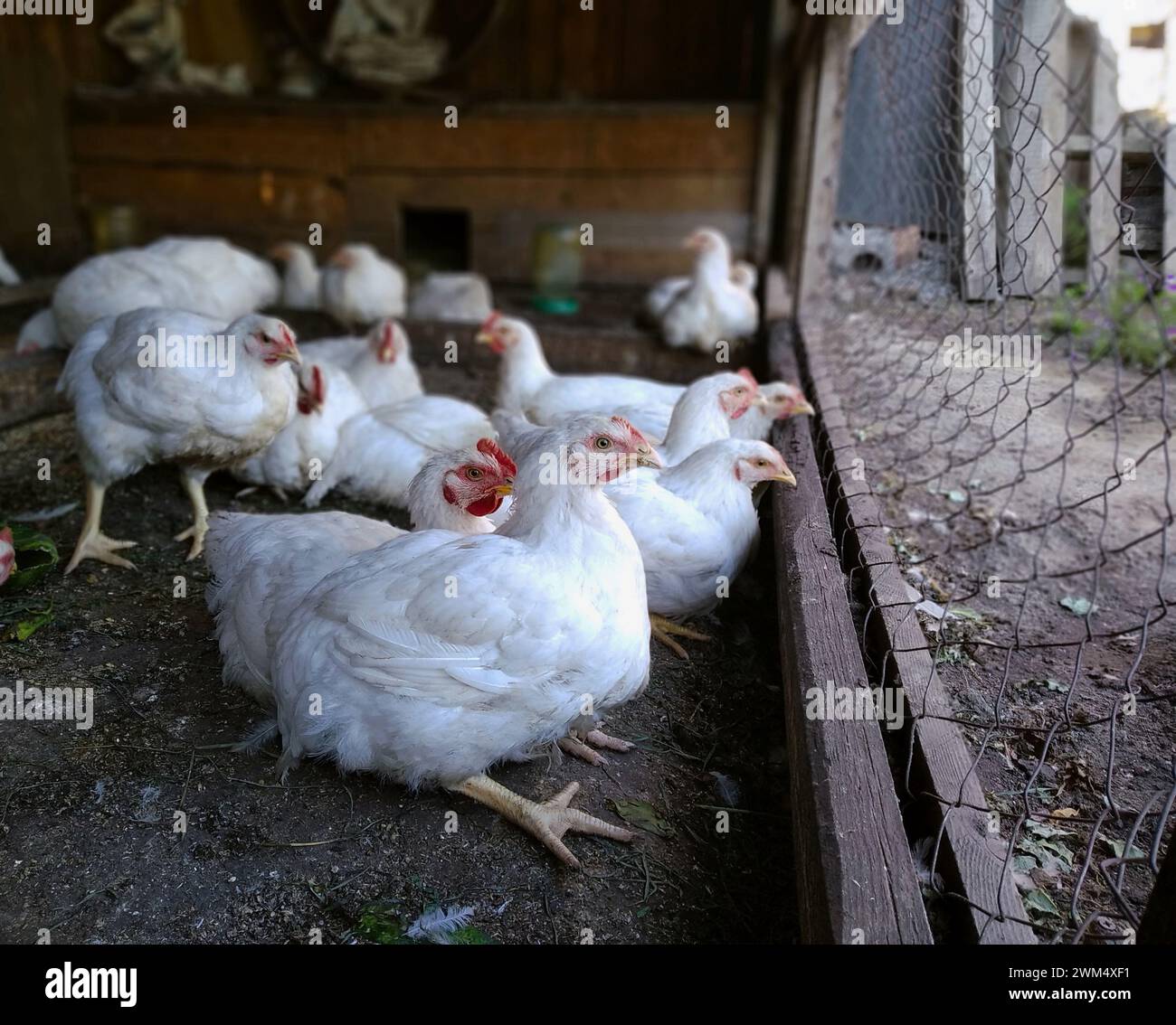 I polli da carne si siedono e riposano nella fattoria e guardano attraverso la rete metallica Foto Stock