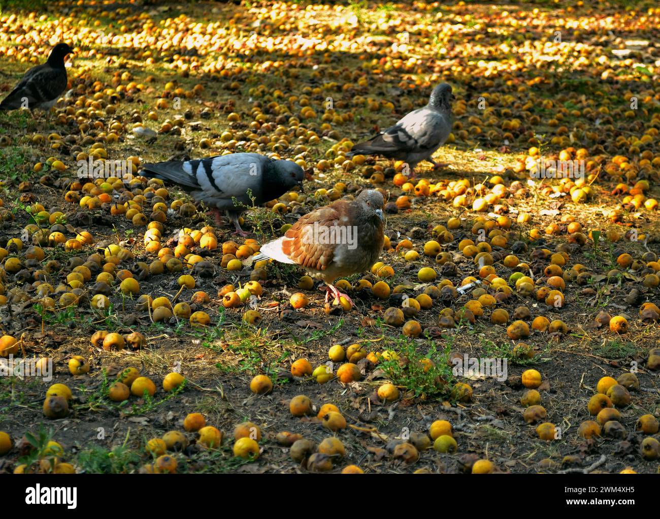 I piccioni camminano a terra tra le mele gialle cadute e marcire e l'erba verde Foto Stock