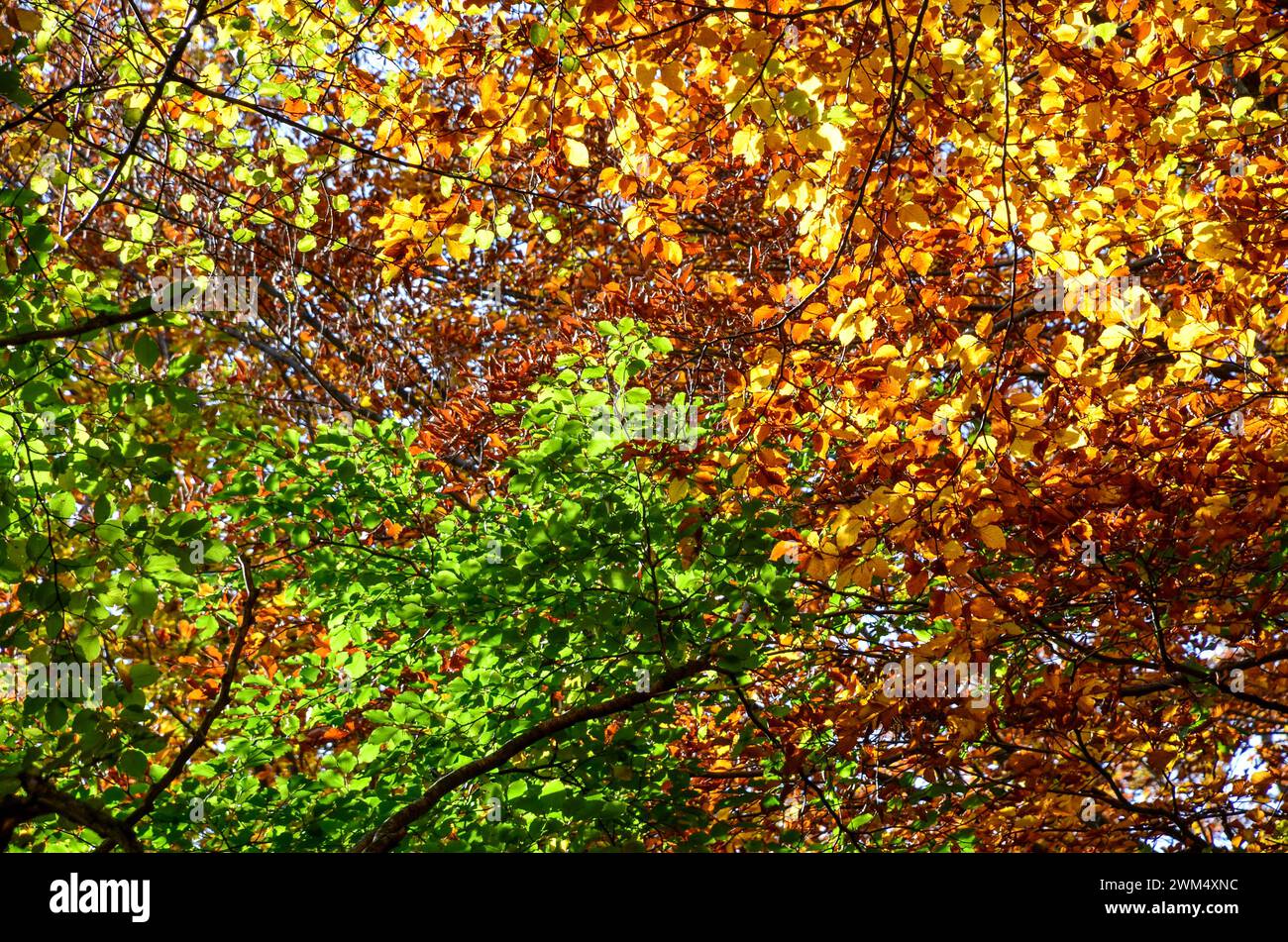 Colori autunnali nella foresta. Foglie gialle sull'albero. Foto Stock
