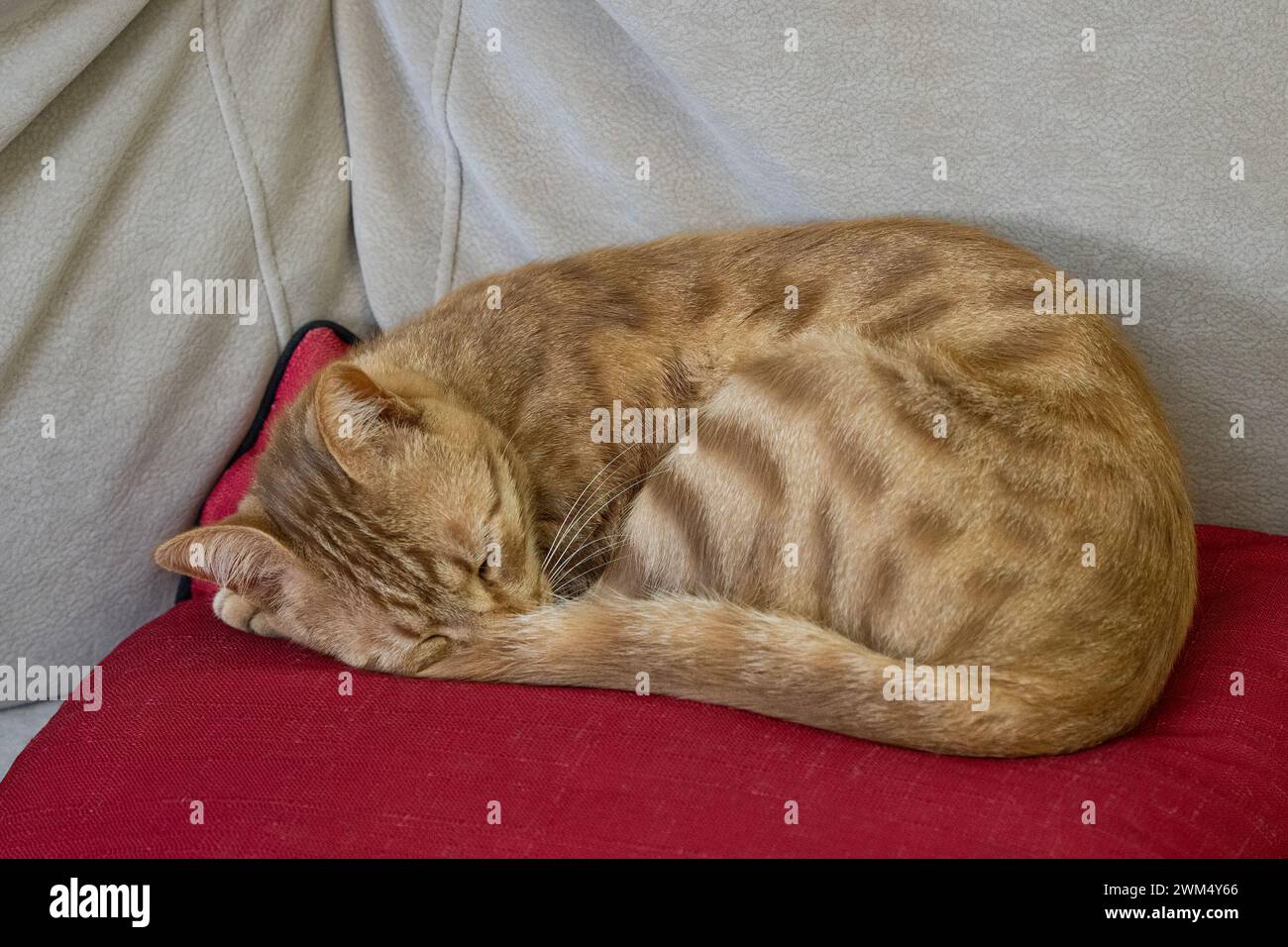 Un gatto di zenzero che dorme avvolto su un cuscino rosso su un divano. Foto Stock