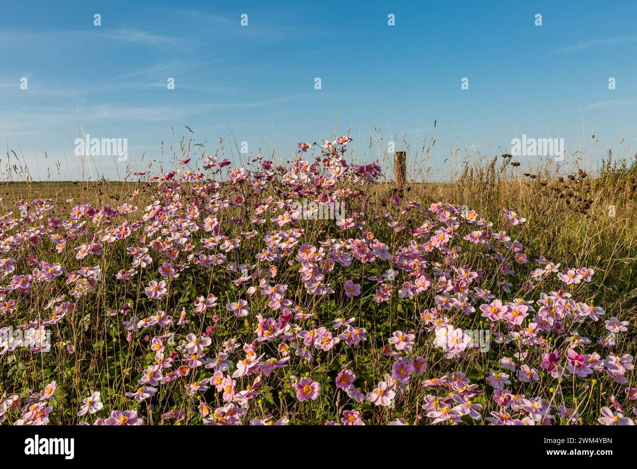 Abbondanza di fiori di anemone giapponesi nella campagna del Sussex, con un cielo blu sopra la testa Foto Stock