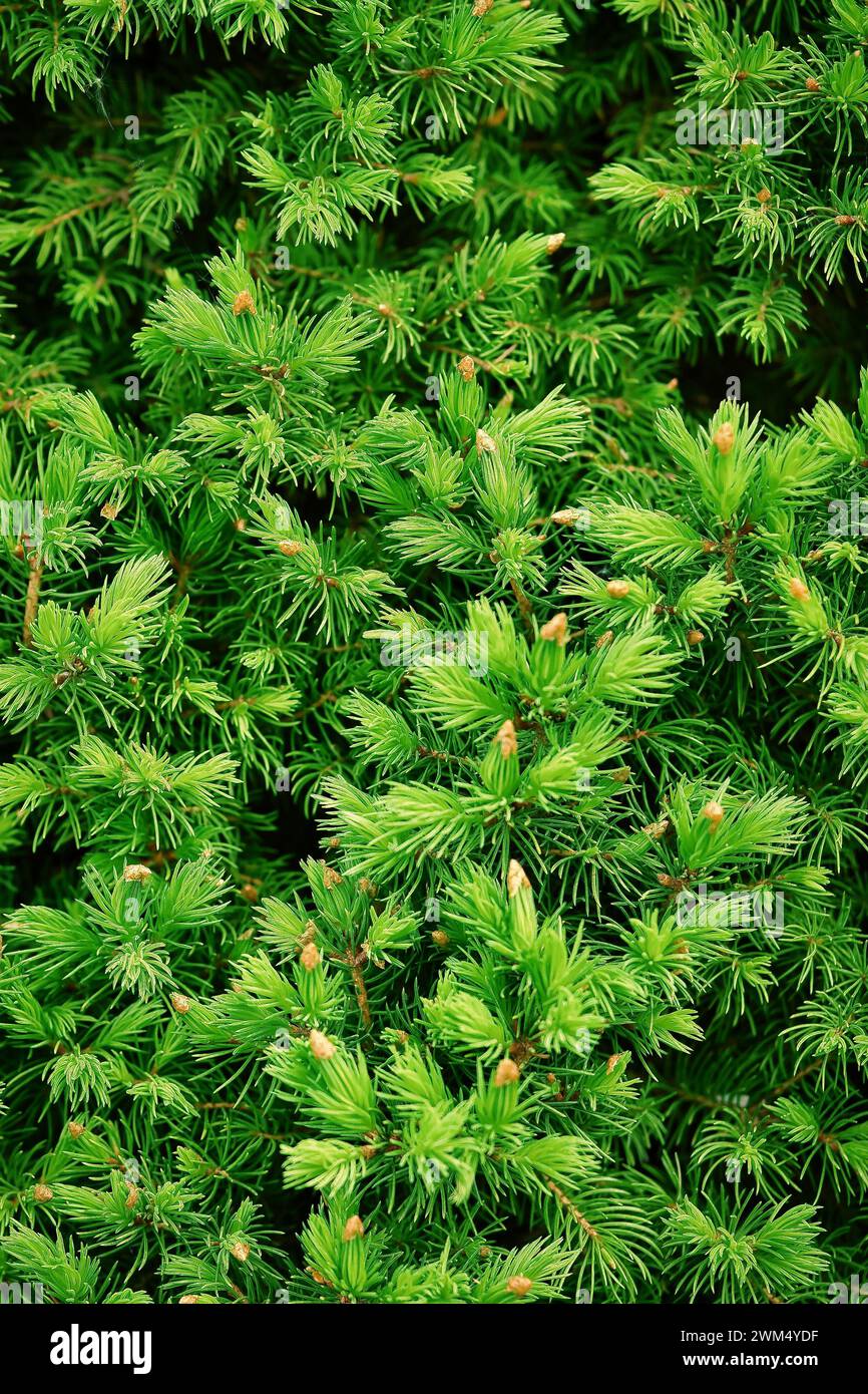 Abete rosso o abete rami giovani nella foresta. Abete rosso in fiore in primavera, primo piano. Messa a fuoco selettiva. Foto verticale. Foto Stock