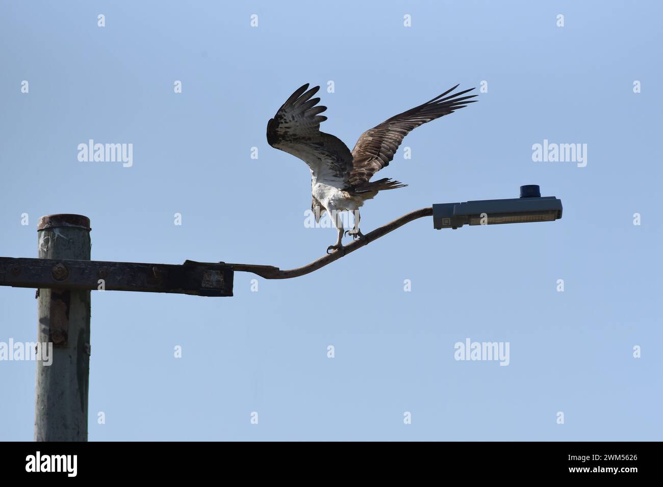 Osprey (Pandion haliaetus) atterra su un palo Foto Stock