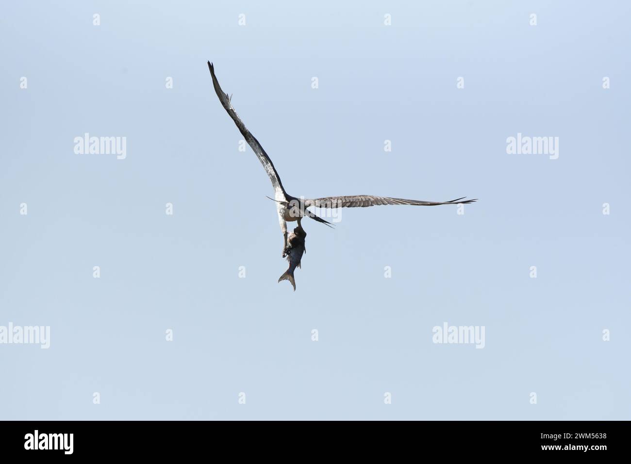L'Osprey (Pandion haliaetus) si riproduce vicino a laghi e fiumi d'acqua dolce, e a volte in acque salmastre costiere. Foto Stock