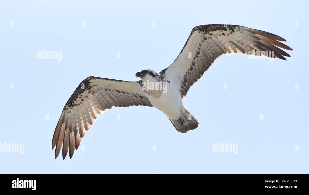 In volo, l'Osprey (Pandion haliaetus) tiene le ali con una piega al polso (a forma di "M") Foto Stock