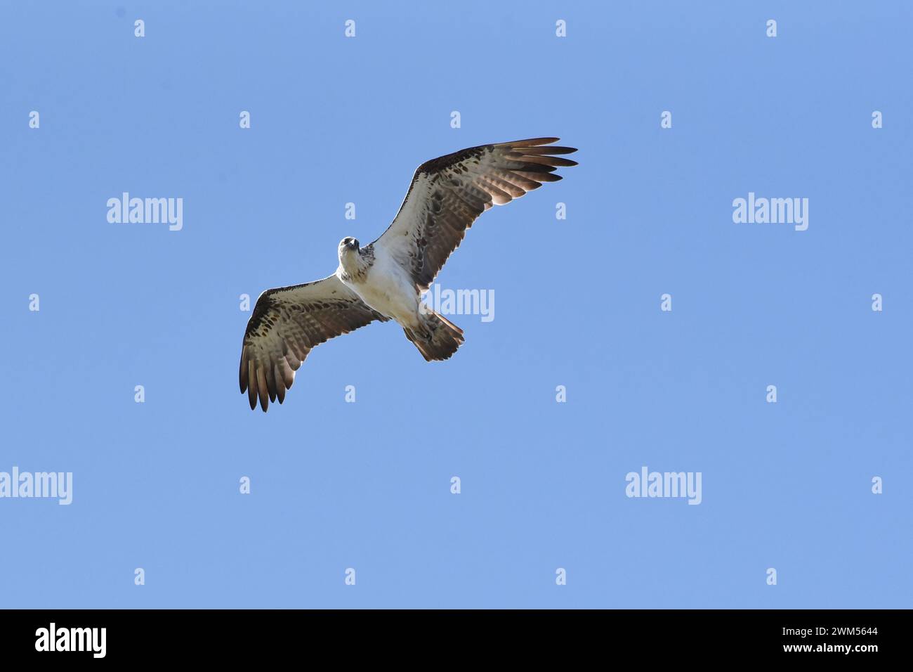 In volo, l'Osprey (Pandion haliaetus) tiene le ali con una piega al polso (a forma di "M") Foto Stock