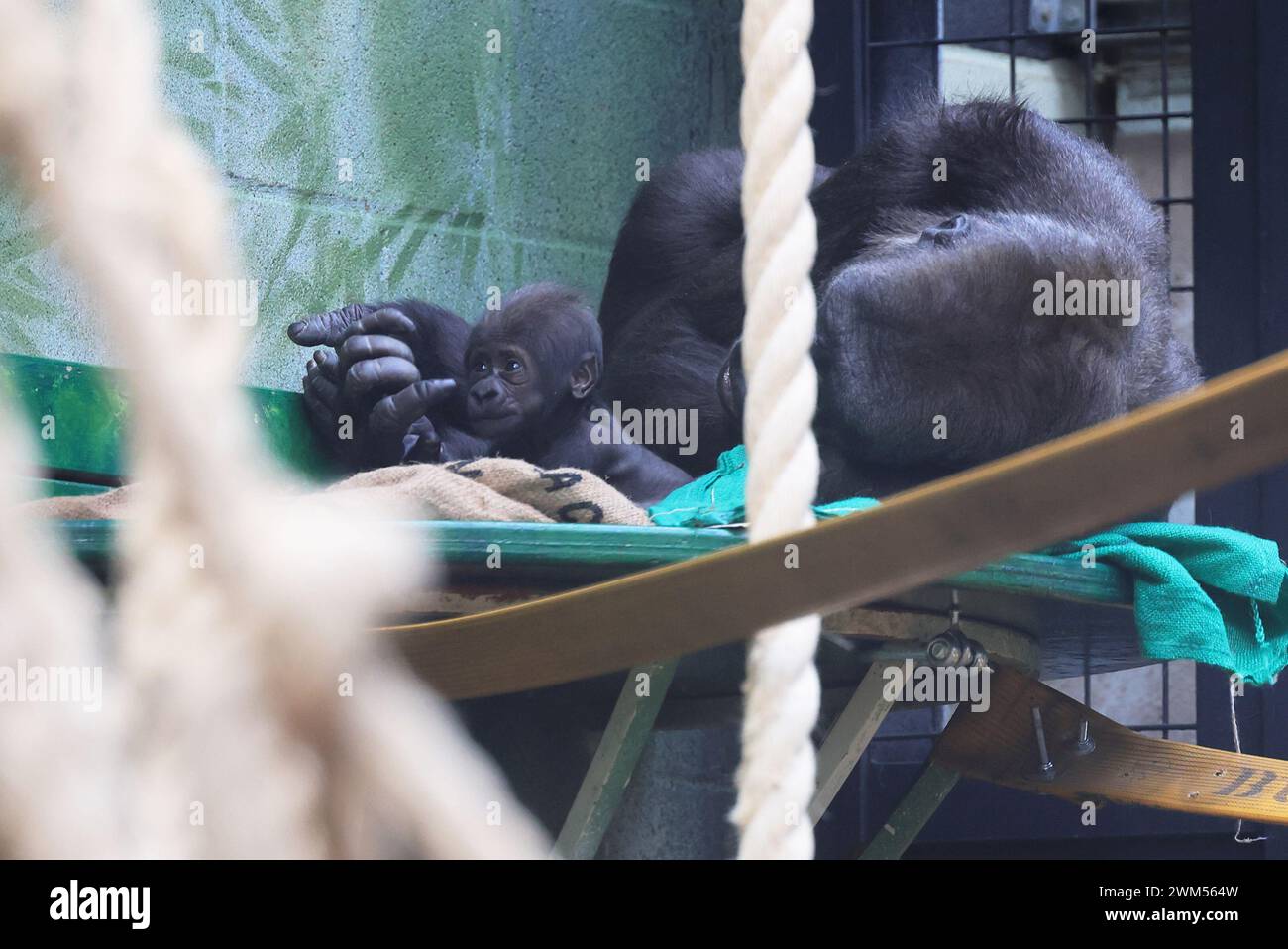 New baby Western Lowland Gorilla con mamma, nel Gorilla Kingdom allo Zoo di Londra, Regno Unito Foto Stock