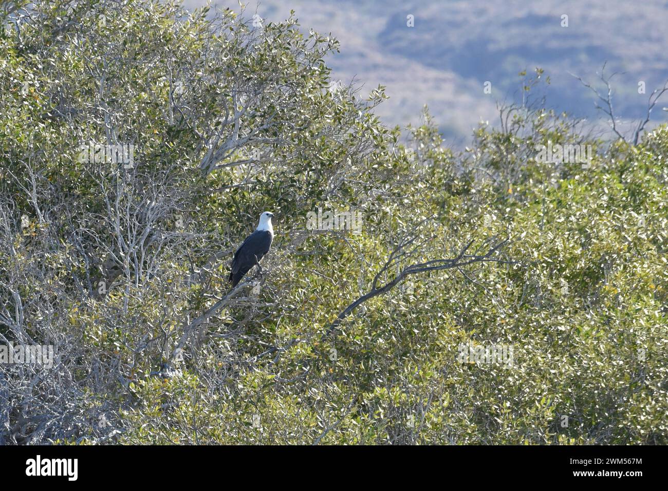 L'aquila di mare dal petto bianco (Icthyophaga leucogaster), conosciuta anche come aquila di mare dal petto bianco, è un grande rapace diurno Foto Stock