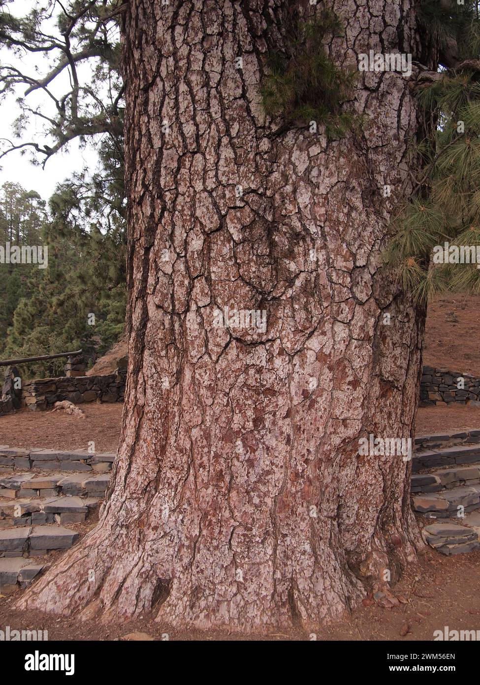 Pino de Las Dos Pernadas - pinus canariensis (Vilaflor de Chasna (Tenerife, Isole Canarie, Spagna) Foto Stock