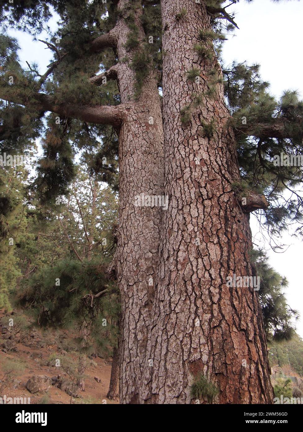 Pino de Las Dos Pernadas - pinus canariensis (Vilaflor de Chasna (Tenerife, Isole Canarie, Spagna) Foto Stock