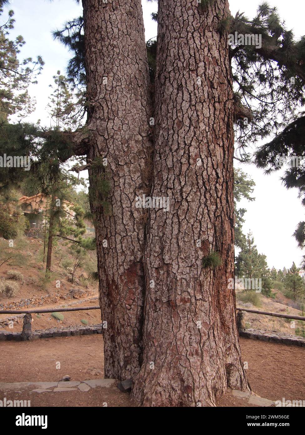 Pino de Las Dos Pernadas - pinus canariensis (Vilaflor de Chasna (Tenerife, Isole Canarie, Spagna) Foto Stock