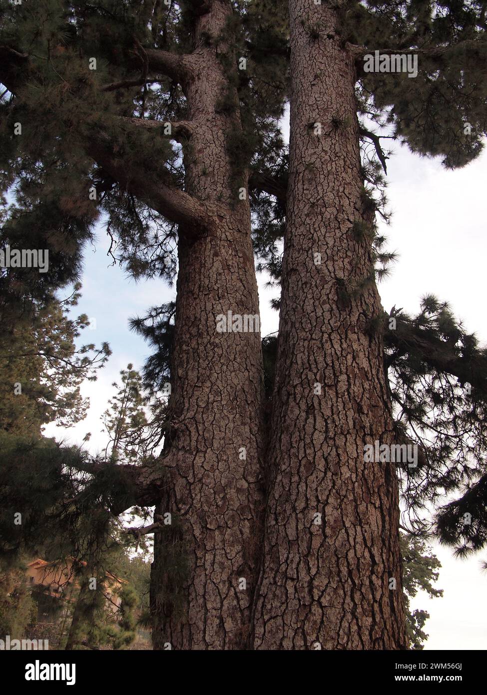 Pino de Las Dos Pernadas - pinus canariensis (Vilaflor de Chasna (Tenerife, Isole Canarie, Spagna) Foto Stock