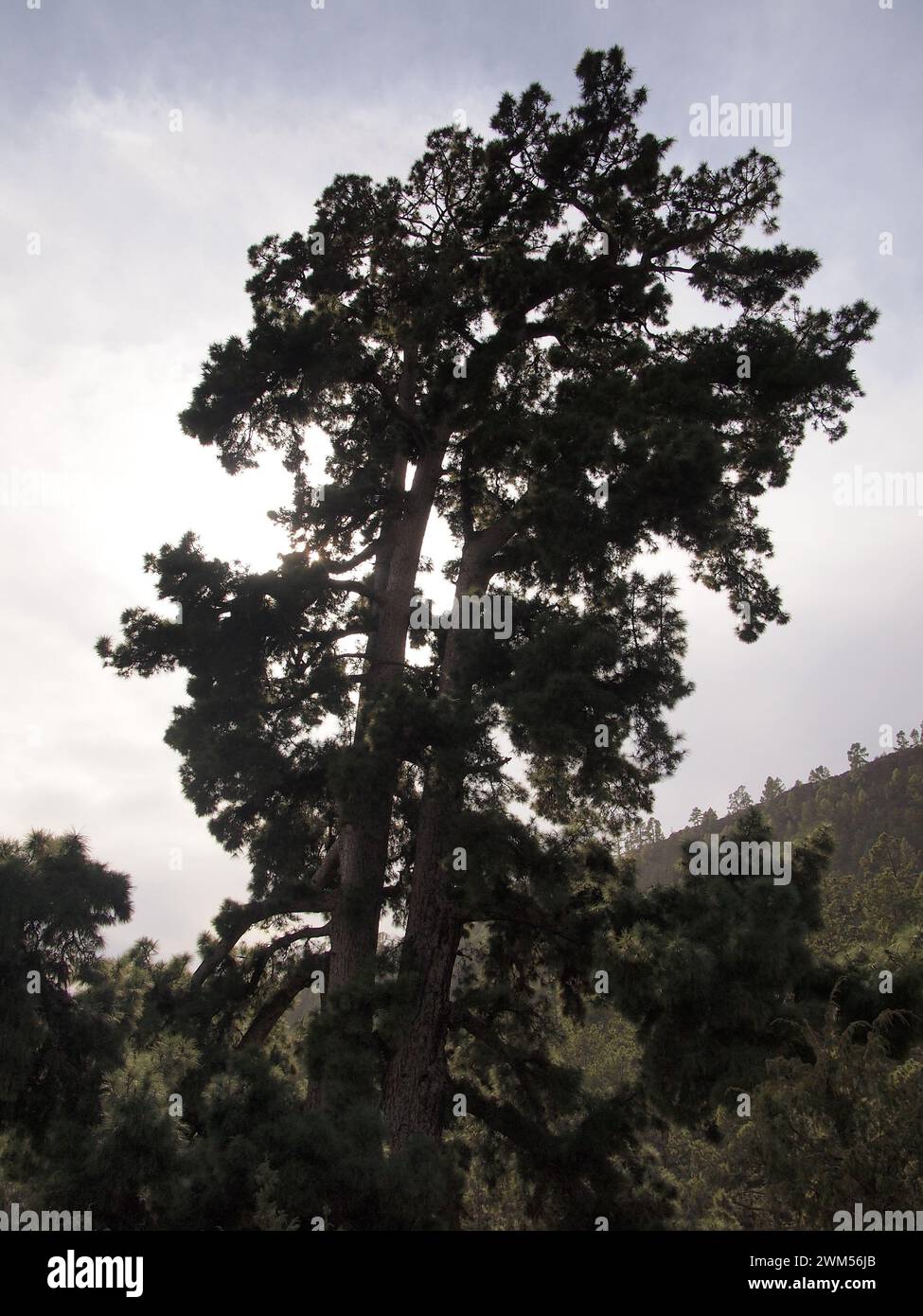 Pino de Las Dos Pernadas - pinus canariensis (Vilaflor de Chasna (Tenerife, Isole Canarie, Spagna) Foto Stock