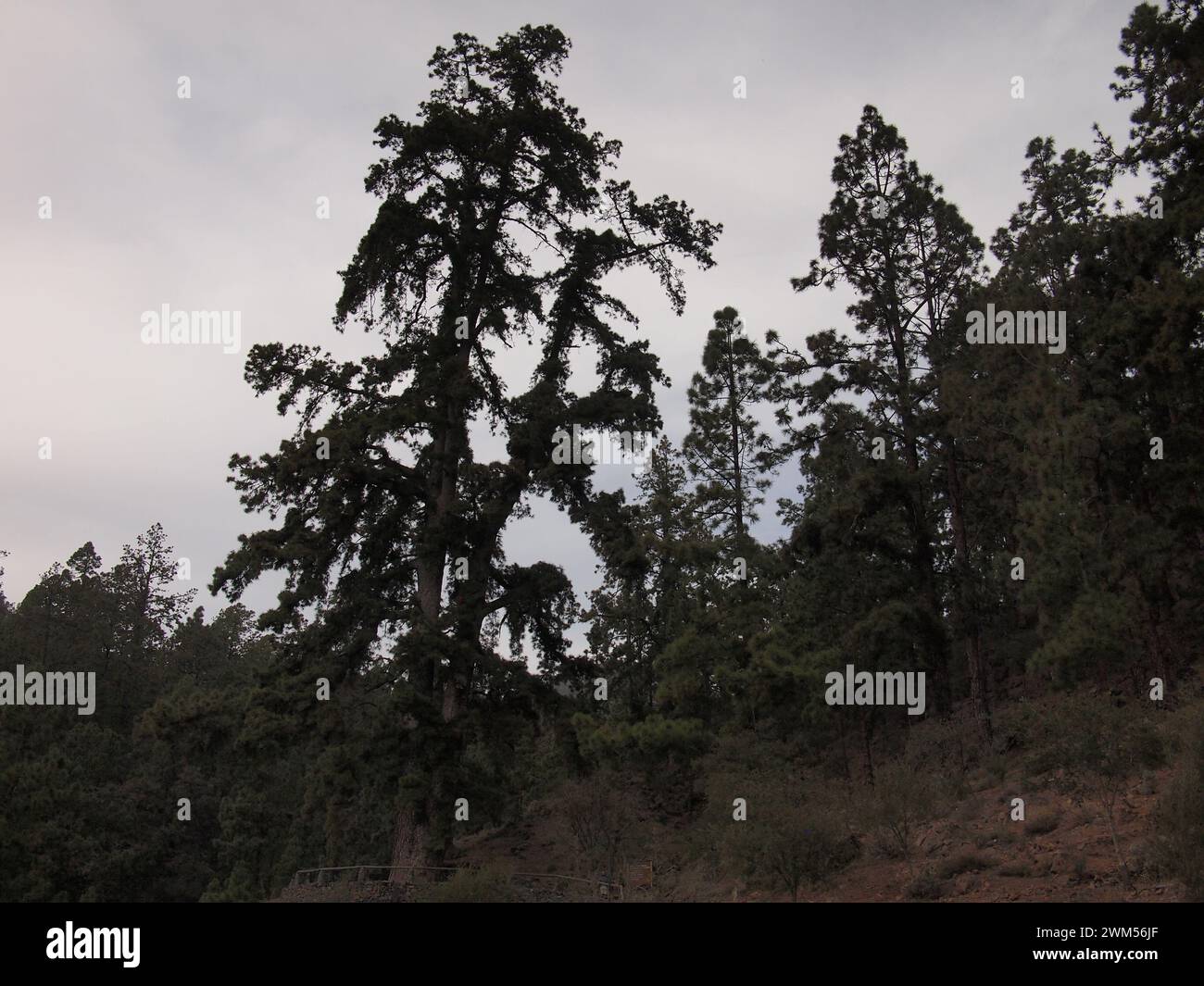 Pino de Las Dos Pernadas - pinus canariensis (Vilaflor de Chasna (Tenerife, Isole Canarie, Spagna) Foto Stock