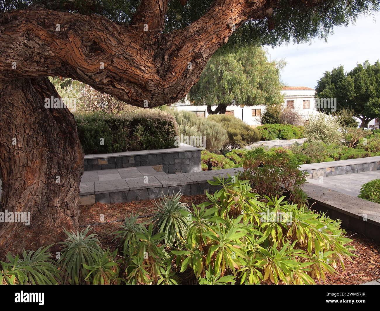 Vilaflor de Chasna (Tenerife, Isole Canarie, Spagna) Foto Stock