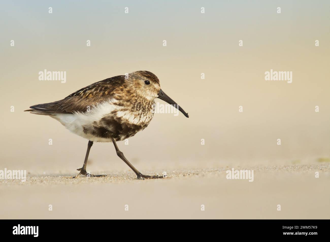 Uccelli da riva - Dunlin Calidris alpina, uccelli migratori, Mar Baltico, fauna selvatica Polonia Europa Foto Stock