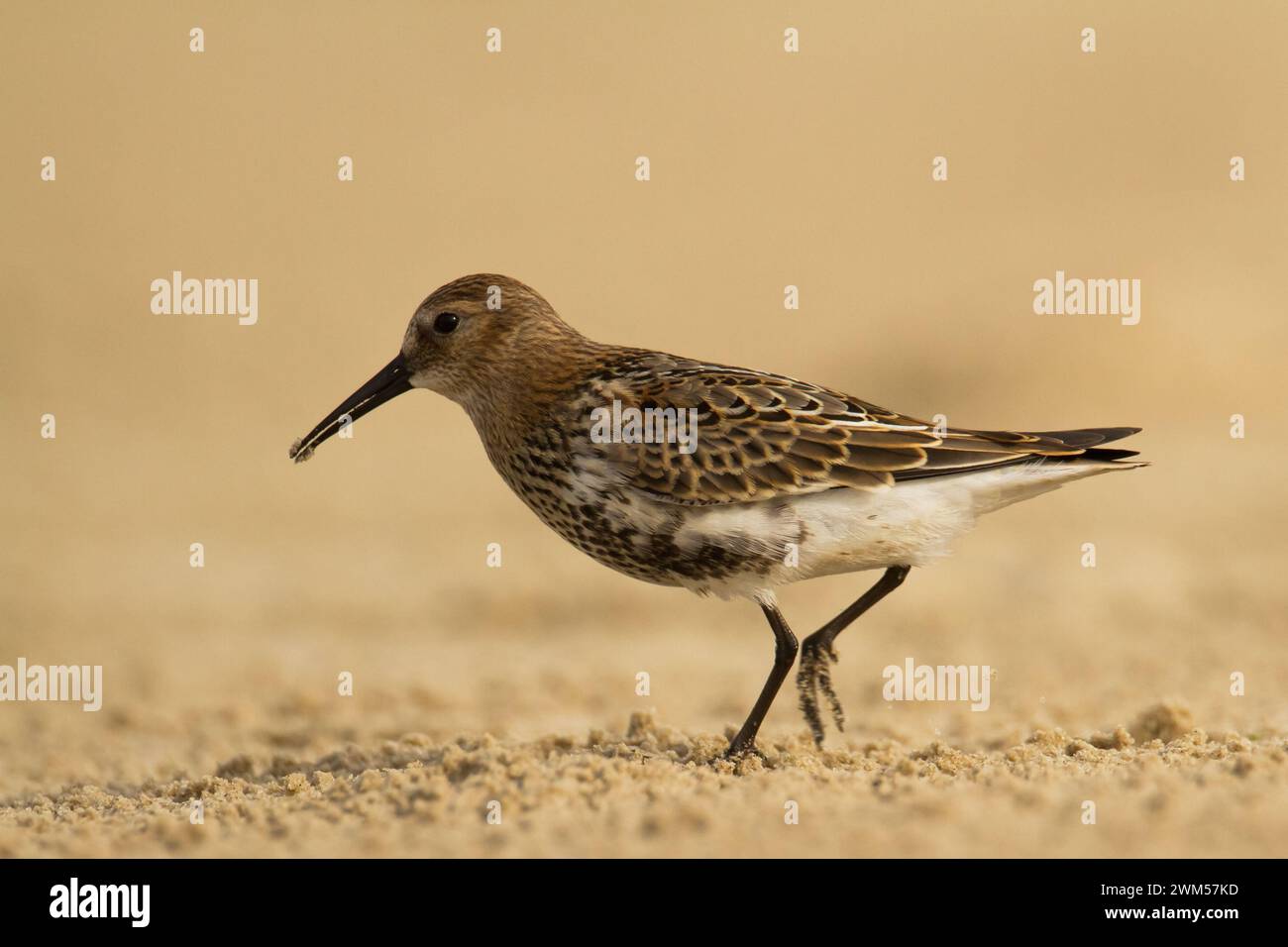 Uccelli da riva - Dunlin Calidris alpina, uccelli migratori, Mar Baltico, fauna selvatica Polonia Europa Foto Stock