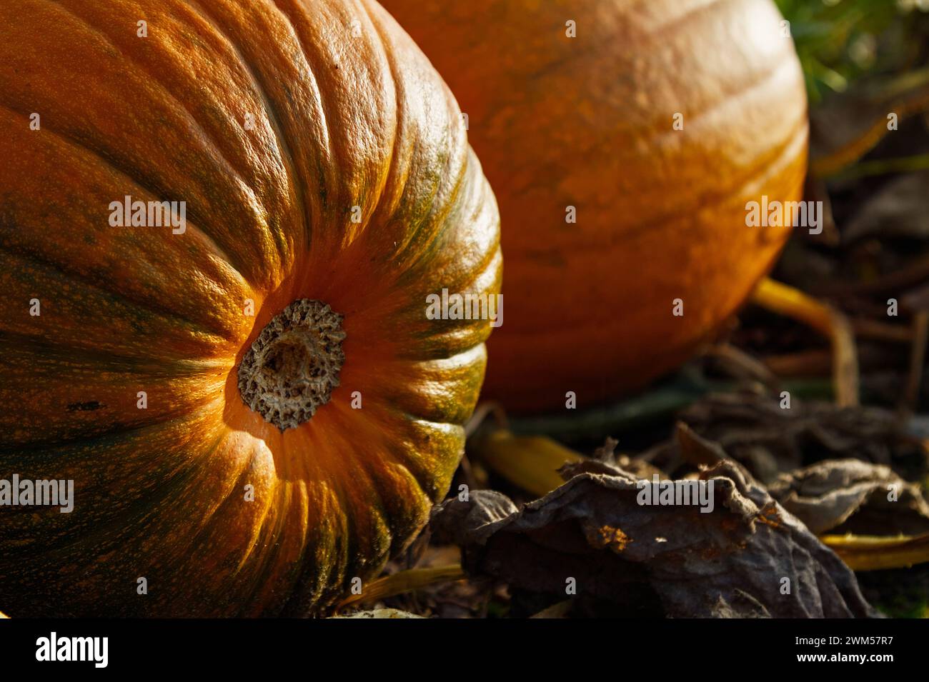Orange Pumpkins, Cucurbita, sul terreno che cresce in A Field, Regno Unito Foto Stock