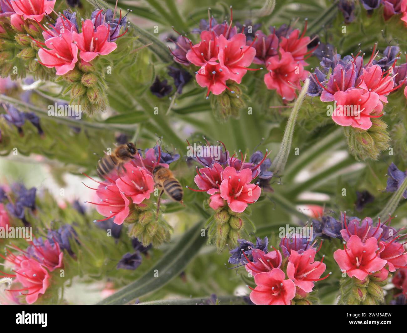 Vilaflor de Chasna (Tenerife, Isole Canarie, Spagna) Foto Stock