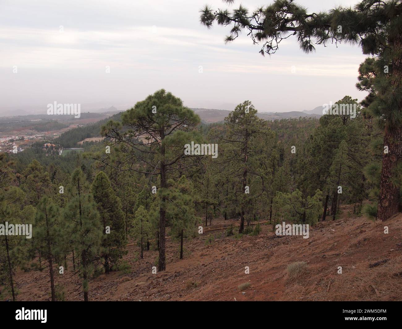 Vilaflor de Chasna (Tenerife, Isole Canarie, Spagna) Foto Stock