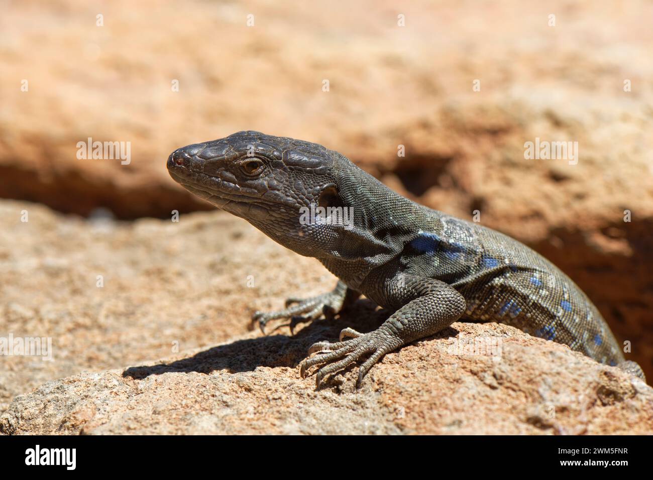Lucertola di Tenerife / lucertola delle Canarie occidentali (Gallotia galloti) sole maschile che si crogiola sulle rocce vulcaniche, Parco Nazionale del Teide, Tenerife, maggio. Foto Stock