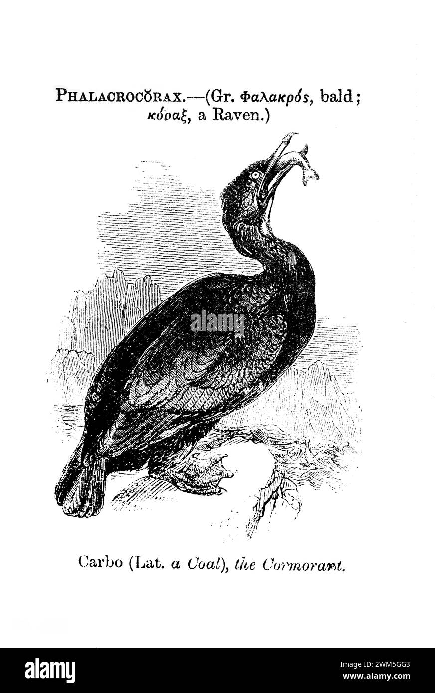 Foto sfumatura del piatto da Boys Own Natural History 1891. John George Wood, o reverendo J. G. Wood, fu uno scrittore che rese popolare la storia naturale. Foto Stock