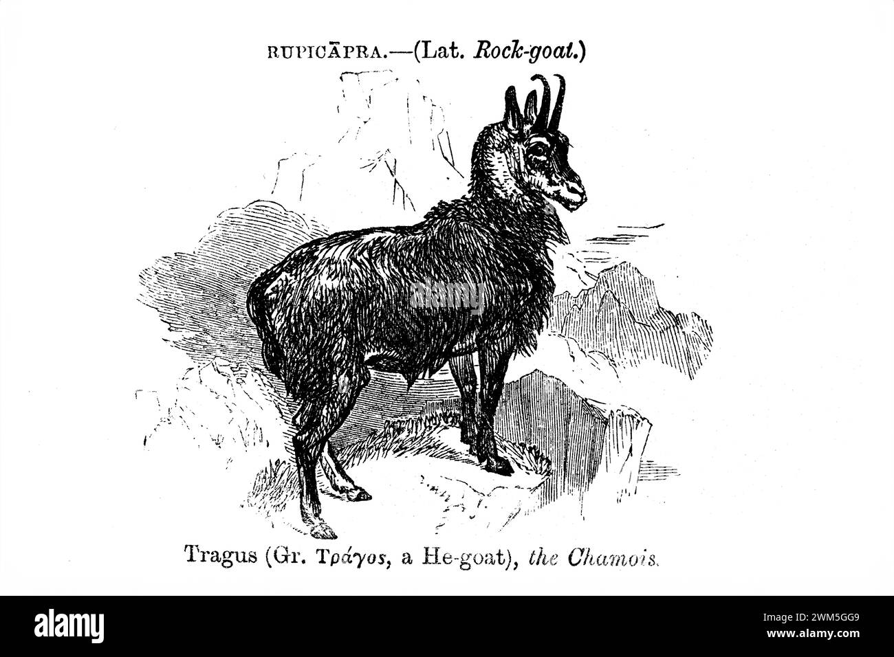 Foto sfumatura del piatto da Boys Own Natural History 1891. John George Wood, o reverendo J. G. Wood, fu uno scrittore che rese popolare la storia naturale. Foto Stock