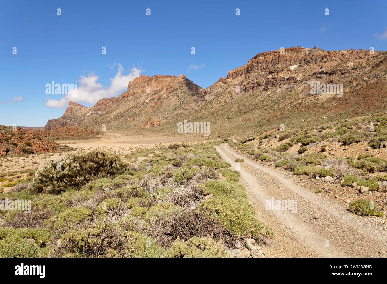 Sentiero di siete Canadas fiancheggiato da gruppi di pantaloni endemici e picchi vulcanici, Parco Nazionale del Teide, Tenerife, Isole Canarie, Spagna, maggio. Foto Stock