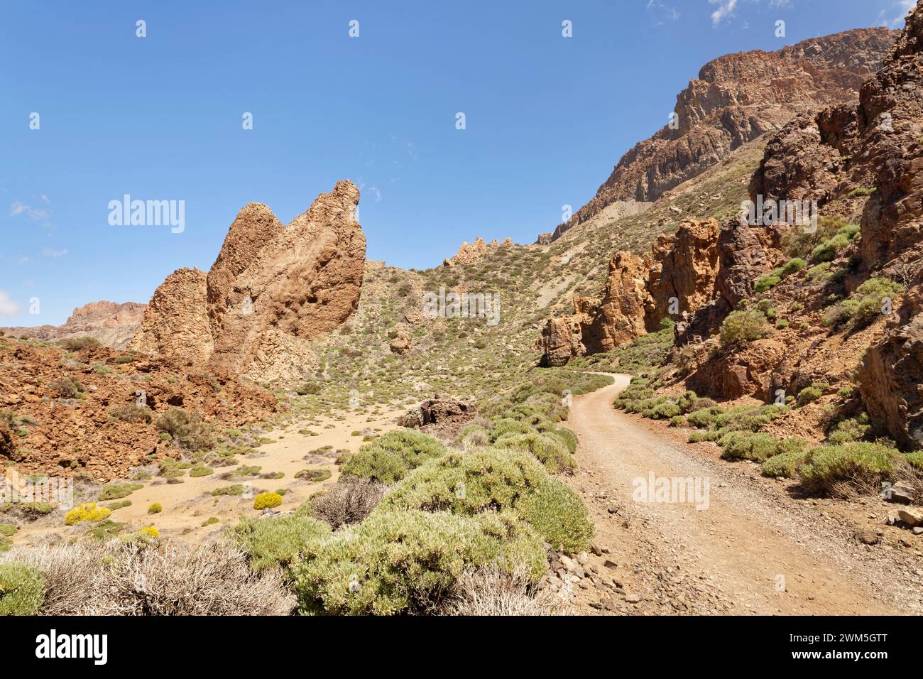 Sentiero di siete Canadas fiancheggiato da gruppi di pantaloni endemici e pinnacoli vulcanici del Canada de la Mareta, Parco Nazionale del Teide, Tenerife, Isole Canarie, Spagna Foto Stock