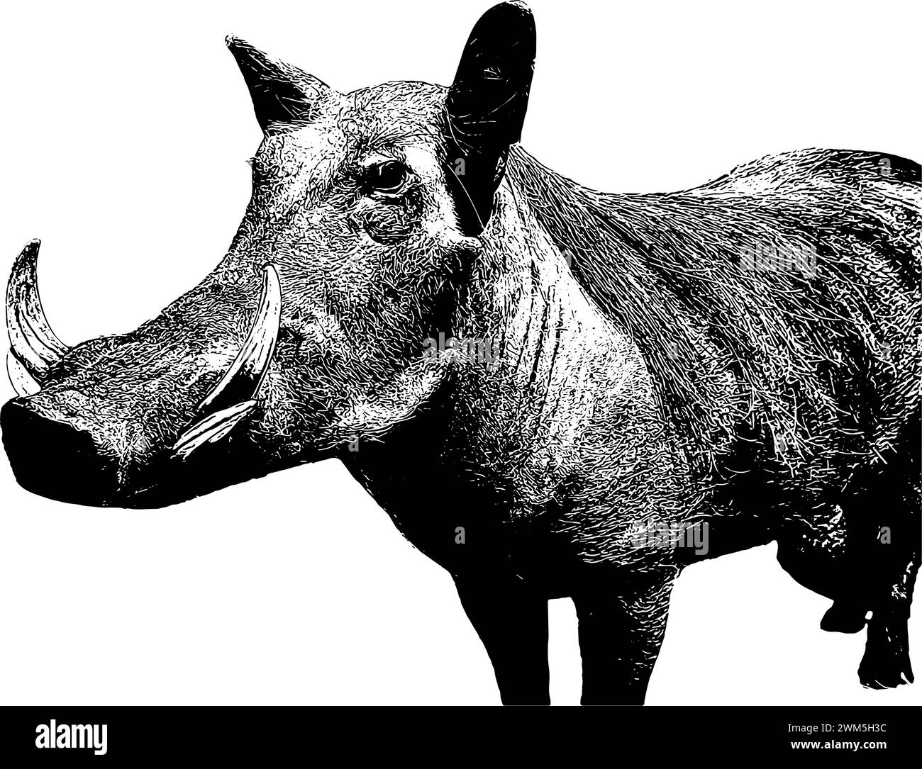 Schizzo di warthog africano in nero, isolato Illustrazione Vettoriale