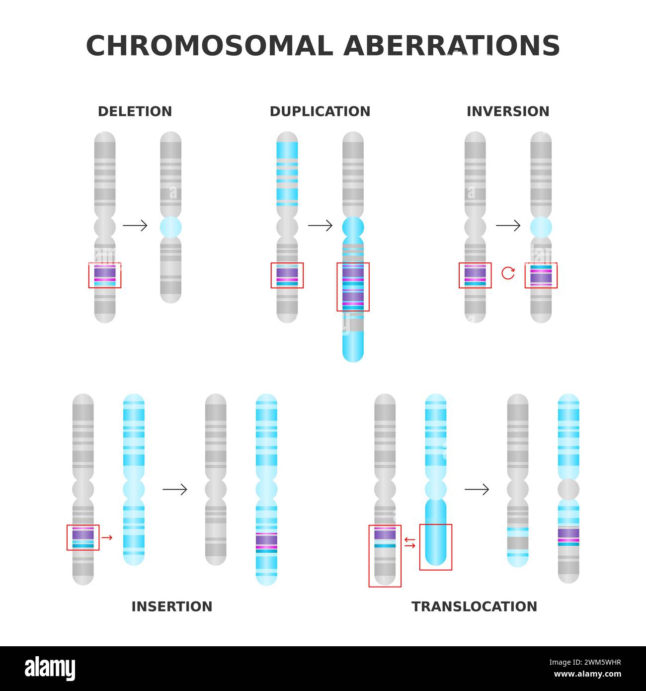 Aberrazioni cromosomiche. Eliminazione, duplicazione, inversione, traslocazione, inserimento. Alterazioni della struttura cromosomica, mutazioni. Scienza medica Illustrazione Vettoriale