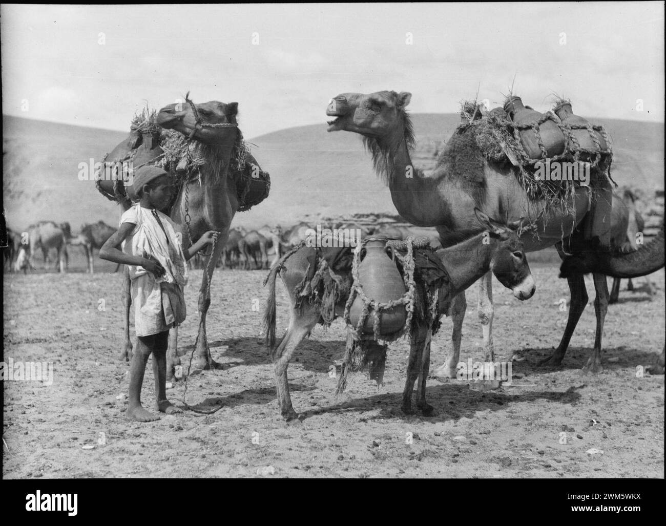 Beersheba e dintorni. (Birra Saba). Portando acqua al camp. Vasi su cammelli e asini Foto Stock