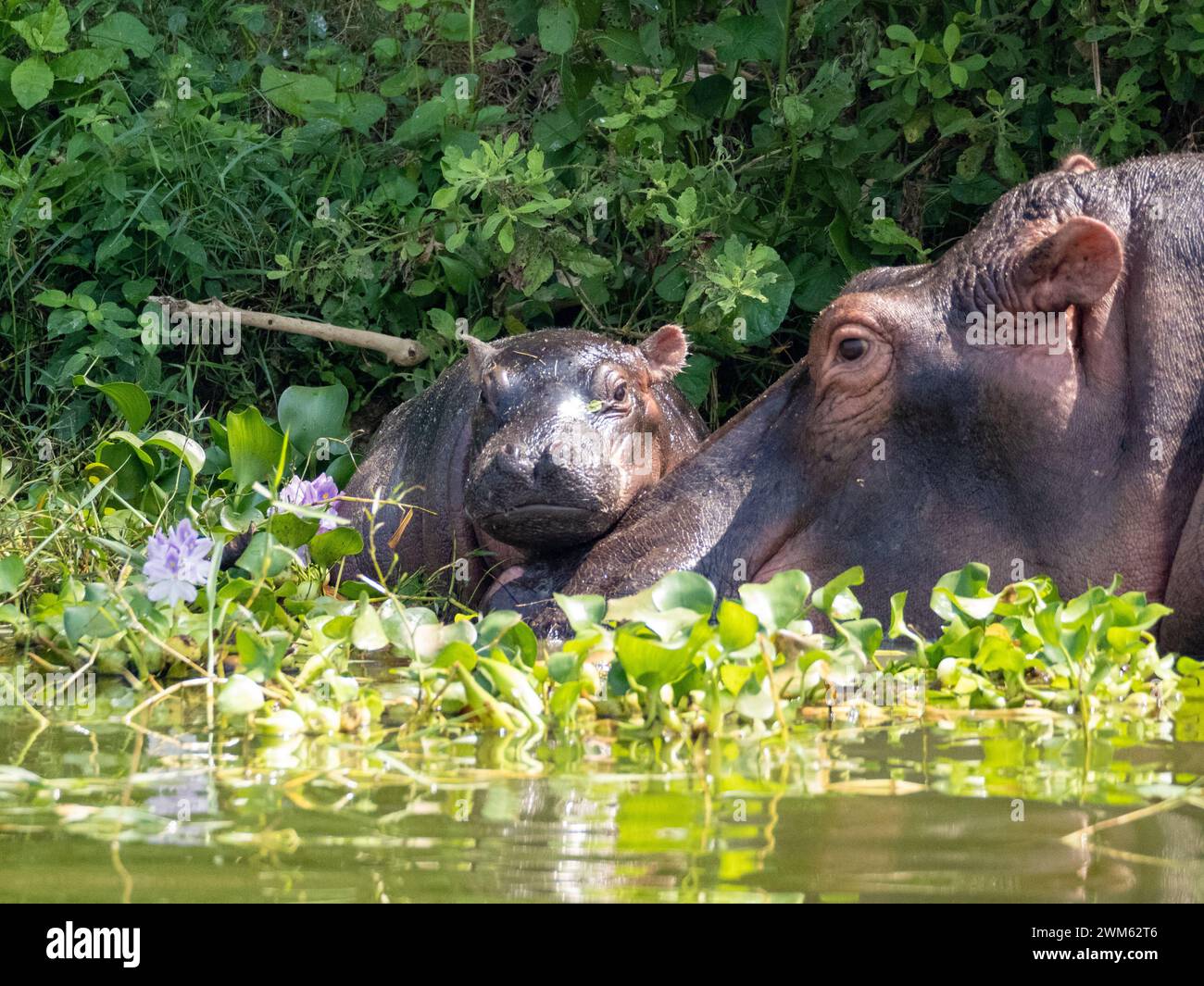 Hippopotamus amphibius nel canale di Kazinga in Uganda. Ecco una madre ippopotamo con il suo bambino. Il Canale di Kazinga è un largo canale naturale lungo 32 km circa Foto Stock